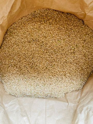 （令和４年新米）京都こだわり玄米「キヌヒカリ」５kg（栽培期間中農薬不使用及び減農薬）※税込送料のみ